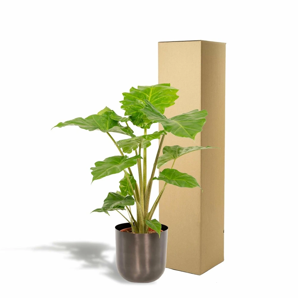 L'alocasia Portodora Et Son Cache-pot Métal Argenté - H80cm, ø21cm - Grande Plante D'intérieur 5 L'alocasia Portodora Et Son Cache-pot Métal Argenté - H80cm, ø21cm - Grande Plante D'intérieur – Image 5