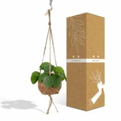 Kokodama Pilea Peperomiodes - H20cm, ø15cm - Plante D'intérieur Tombante -Ryobi Jardin Boutique ede372accb1e546e