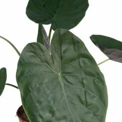 Alocasia Wentii - H70cm, ø19cm - Grande Plante D'intérieur 7 Alocasia Wentii - H70cm, ø19cm - Grande Plante D'intérieur -Ryobi Jardin Boutique ee02d9b8ae7379d6