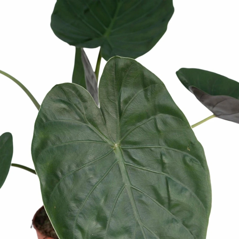 Alocasia Wentii - H70cm, ø19cm - Grande Plante D'intérieur 3 Alocasia Wentii - H70cm, ø19cm - Grande Plante D'intérieur – Image 3