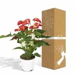 Anthurium Rouge - H55cm, ø17cm - Plante D'intérieur -Ryobi Jardin Boutique f142fbabc9731d72