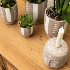 Echeveria Miranda - H13cm, ø9cm - Plante D'intérieur -Ryobi Jardin Boutique f209523da1b249a5