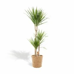 Dracaena Et Son Panier Naturel - H120cm, ø21cm - Très Grande Plante D'intérieur