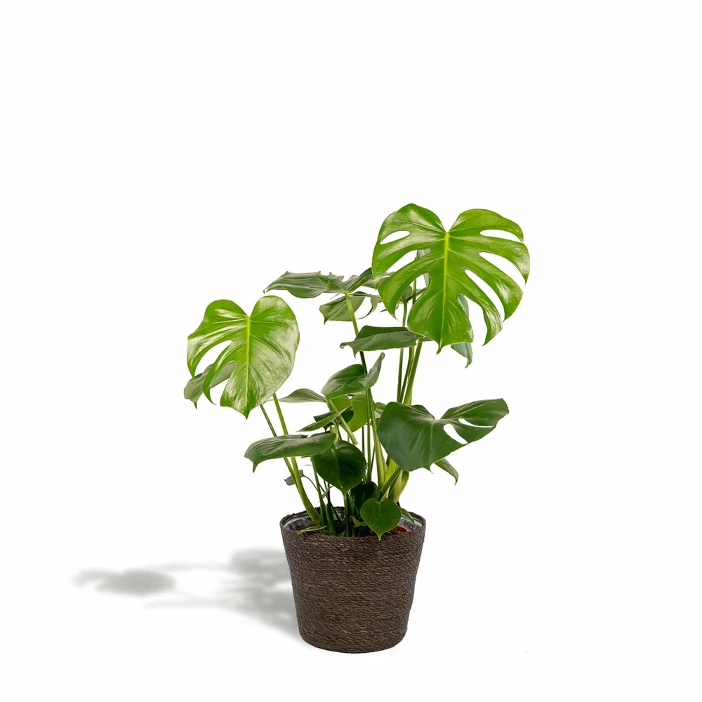 Delicious Monstera Et Son Panier Noir - H80cm, ø21cm - Plante D'intérieur 1 Delicious Monstera Et Son Panier Noir - H80cm, ø21cm - Plante D'intérieur