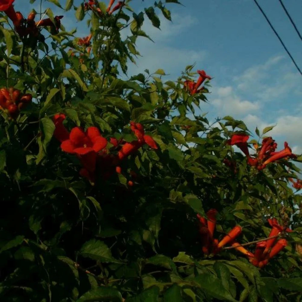 Bignone 'atropurpurea' Campsis Radicans 3l 2 Bignone 'atropurpurea' Campsis Radicans 3l – Image 2