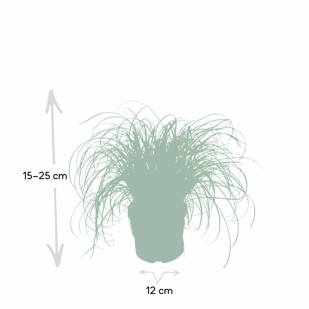 Herbe à Chat - H20cm, ø12cm - Plante D'intérieur 4 Herbe à Chat - H20cm, ø12cm - Plante D'intérieur – Image 4