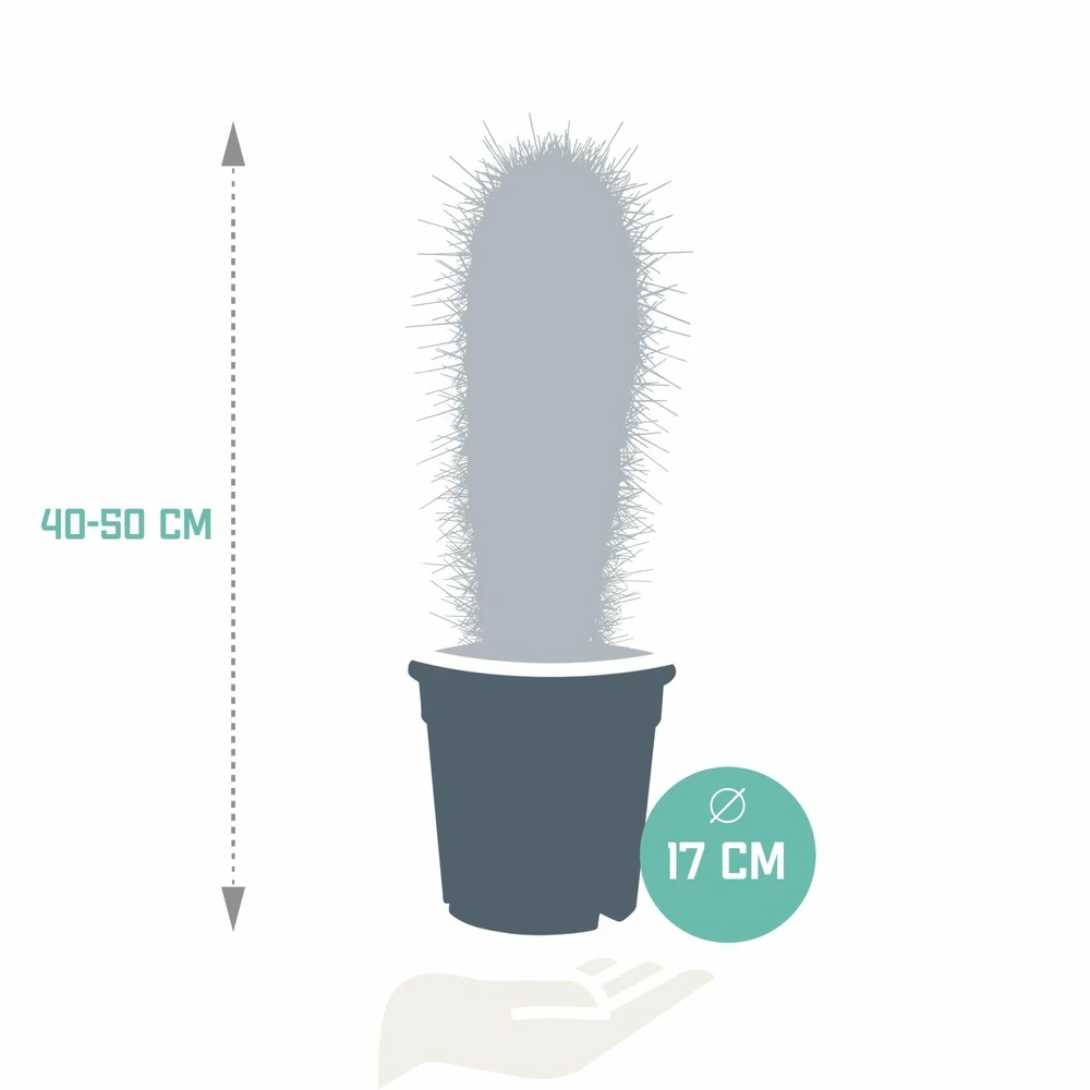 Pachycereus Pringlei - H40cm, ø17cm - Plante D'intérieur 2 Pachycereus Pringlei - H40cm, ø17cm - Plante D'intérieur – Image 2