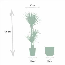 Dracaena Et Son Cache-pot Effet Rouille - H120cm, ø21cm - Très Grande Plante D'intérieur -Ryobi Jardin Boutique f7a74c69b89c170f