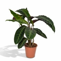 Calathea Warscewiczii - H70cm, ø19cm - Grande Plante D'intérieur