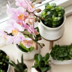 Crassula - H11cm, ø6cm - Plante D'intérieur -Ryobi Jardin Boutique f93f378f0dac5bf6