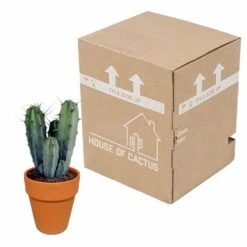 Myrtillocactus Et Son Cache-pot En Terracotta - H40cm, ø17cm - Plante D'intérieur -Ryobi Jardin Boutique f9dc4db908057f89