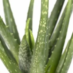 Aloe Vera - H30cm, ø12cm - Plante D'intérieur Succulente 7 Aloe Vera - H30cm, ø12cm - Plante D'intérieur Succulente -Ryobi Jardin Boutique fa69020b35583d86