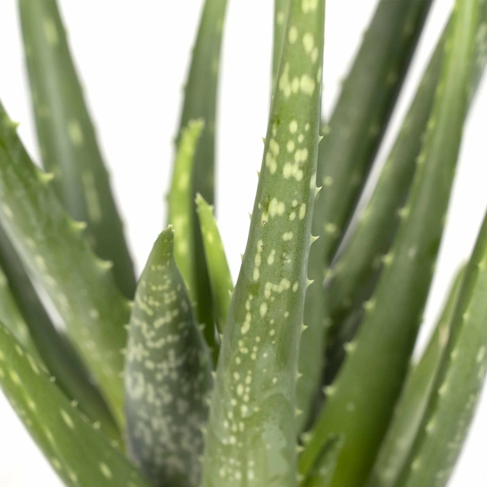 Aloe Vera - H30cm, ø12cm - Plante D'intérieur Succulente 3 Aloe Vera - H30cm, ø12cm - Plante D'intérieur Succulente – Image 3