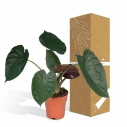 Alocasia Wentii - H70cm, ø19cm - Grande Plante D'intérieur 9 Alocasia Wentii - H70cm, ø19cm - Grande Plante D'intérieur -Ryobi Jardin Boutique fa74175902252293