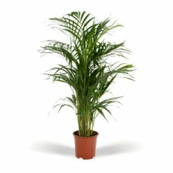 Palmier Areca - H85cm, ø19cm - Grande Plante D'intérieur
