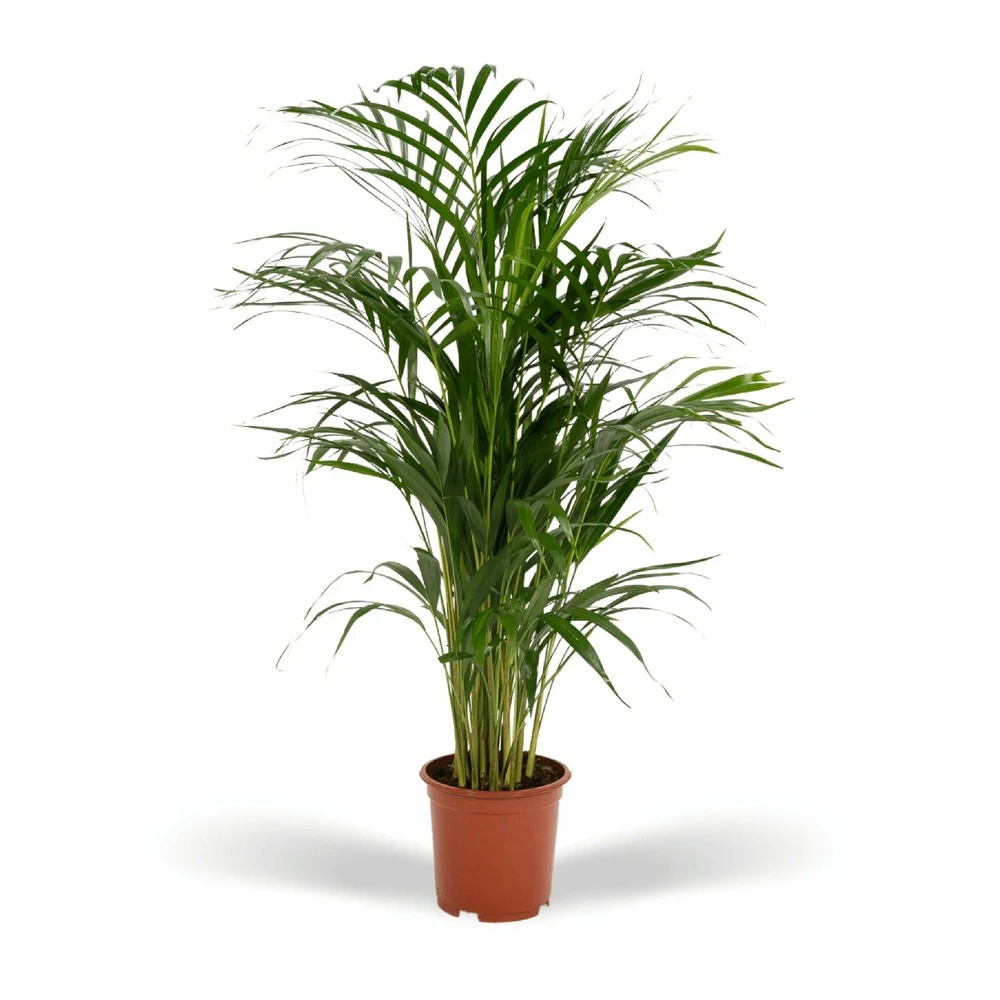 Palmier Areca - H85cm, ø19cm - Grande Plante D'intérieur 1 Palmier Areca - H85cm, ø19cm - Grande Plante D'intérieur