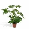 Fatsia Japonica Vert - H85cm, ø21cm - Grande Plante D'intérieur