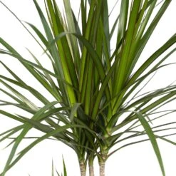 Dracaena Marginata - H70cm, ø17cm - Grande Plante D'intérieur -Ryobi Jardin Boutique ff91d63cf255b5d5