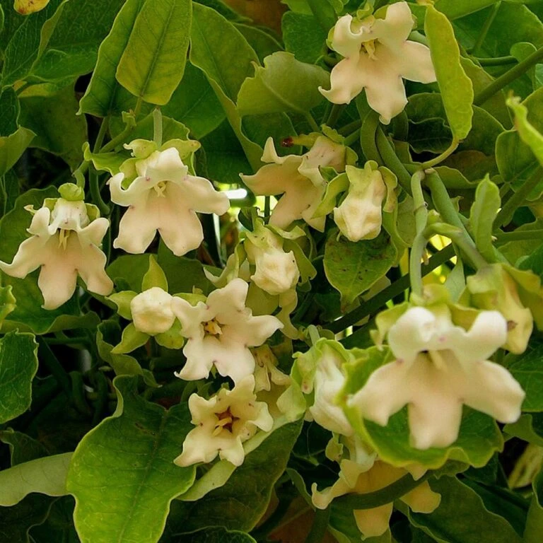 Ryobi Jardin Boutique 13 Ryobi Jardin Boutique -Ryobi Jardin Boutique 63f4d751cf3a42.33287883 768x768 1