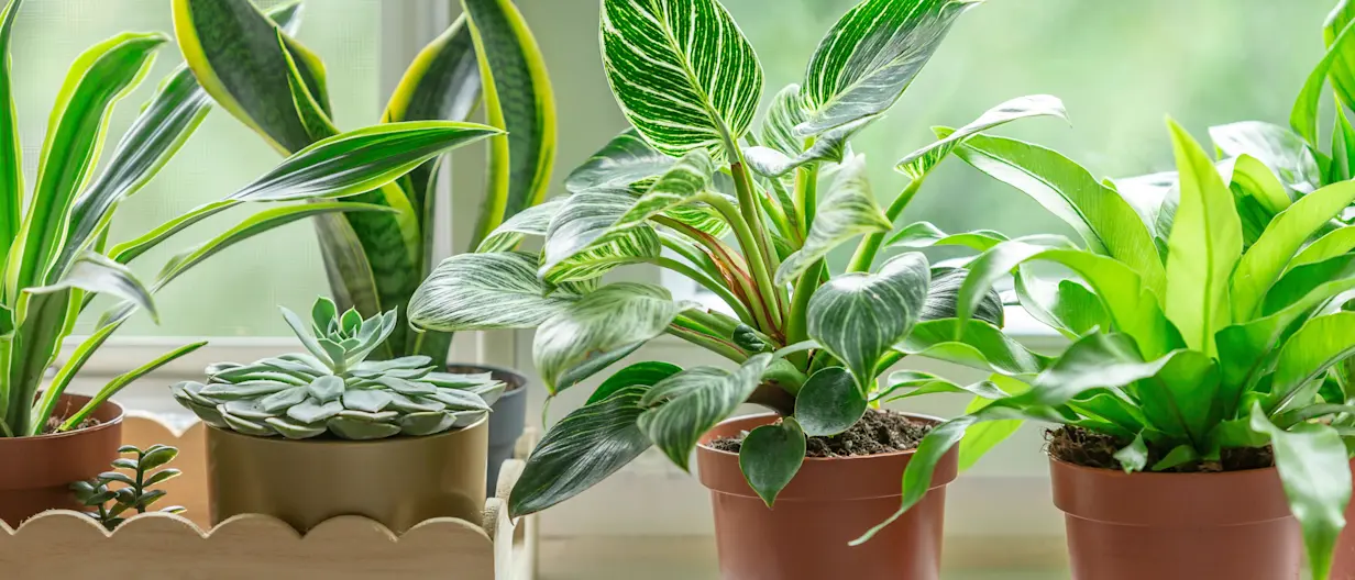 Ryobi Jardin Boutique -Ryobi Jardin Boutique GettyImages 1453003646