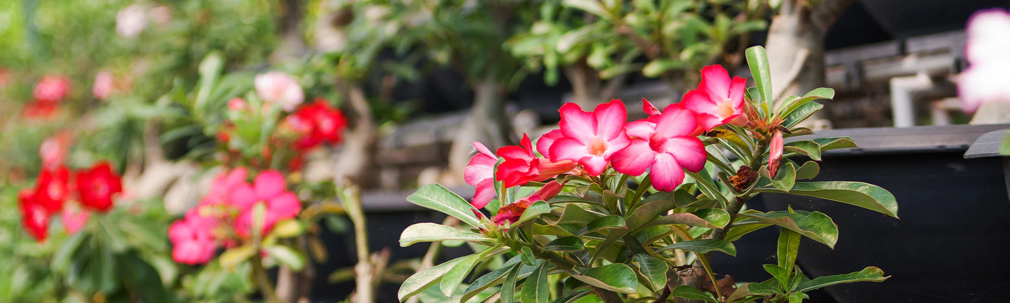 Ryobi Jardin Boutique 28 Ryobi Jardin Boutique -Ryobi Jardin Boutique shp interieur 6c96f566 c471 41d8 a41c c06202077d80